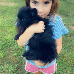 Pomeranian - Black and White, Small Size in Birmingham, al