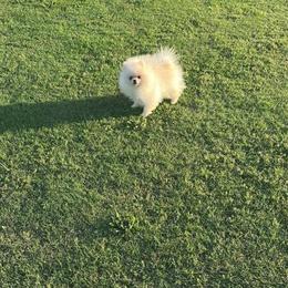 Pomeranian Puppy Available in Birmingham, al