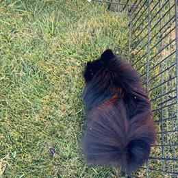 Pomeranian Puppy for Sale in Birmingham, al