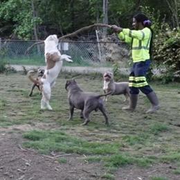 American Bully XL Rambo Available for Stud in Waldorf, md