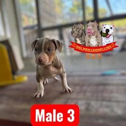 American Bully XL Puppies Available in Waldorf, md