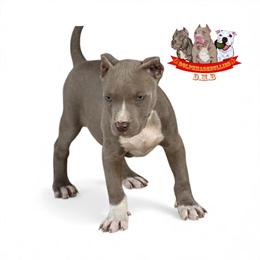 American Bully XXL Puppies for Sale in Waldorf, md