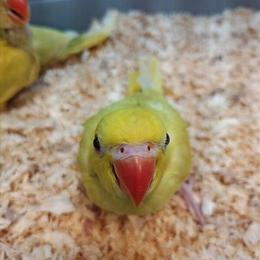Indian Ringneck Parrots Babies Available in Fort Myers, fl