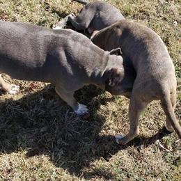 American Bully from The Lions Den Kennels in Providence Forge, va
