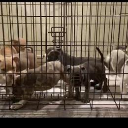 Micro Bully Puppies Available with Papers in Providence Forge, va