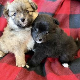 Pomeranian Puppies Available in Houston, TX in Pearland, tx