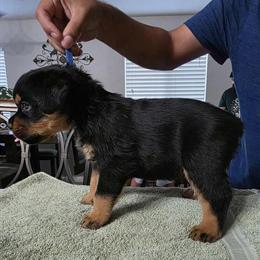 Rottweiler puppies ready for rehoming in Phoenix, az