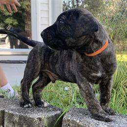 Presa Canario Male Puppy - UKC Registered, 8 Weeks Old in Savannah, ga