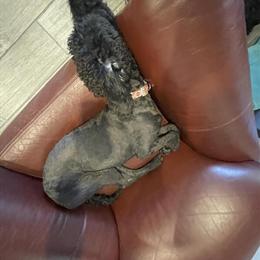 Labradoodle Puppy, 6 Months Old, Friendly and Playful in Tucson, az