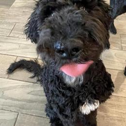 6-Month-Old Labradoodle Puppy Looking for a New Home in Tucson, az