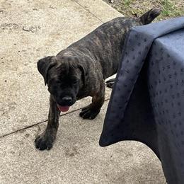Cane Corso Puppies Available in Columbus, Ohio in Columbus, oh