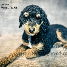 Poodle Stud Service Available in Clio, mi