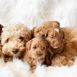 Micro Goldendoodles Ready for Adoption in Clio, mi