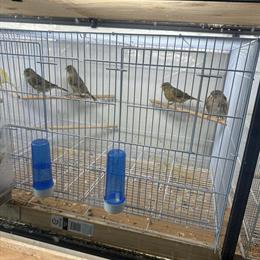 Canaries for Sale in Reseda, ca