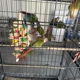 Exotic Pets - Green Checked Couture in Reseda, ca