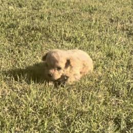 Tiny Toy Poodle Puppy Ready for a New Home in Tupelo, ms
