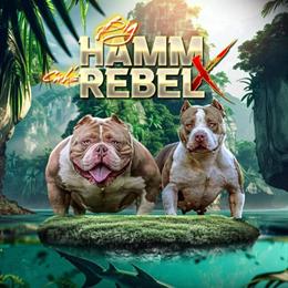 Pocket American Bully Female Available in Birmingham, al