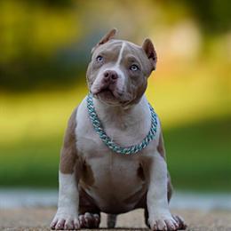 American Bully Puppies Available in Birmingham, al