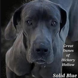 Great Dane Puppies Available for Reservation in Chillicothe, oh