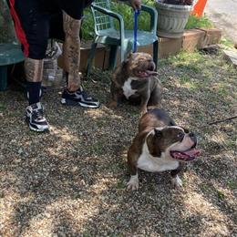 5-Year-Old Female Bully for Rehoming at $250 in Fort Worth, tx