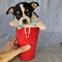 Chihuahua Chunky Boy Available in Oostburg, wi