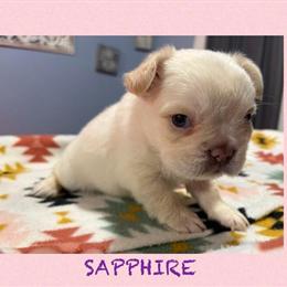 Fluffy French Bulldog Puppies Ready for Forever Homes in Puyallup, wa
