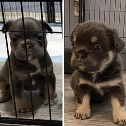 French Bulldog Puppies Available - Fluffy Girls in Puyallup, wa