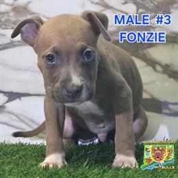 Lilac Tricolor Pit Bull Puppies Born 8/21/25 in Windsor, ct