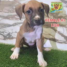 Bully Puppies Available - UKC Registered in Windsor, ct