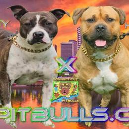 UKC Bully Puppies Available July 18th! in Windsor, ct