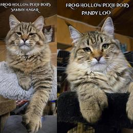 Pixiebob Kittens Available for Adoption in Touchet, wa