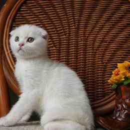 Scottish Fold Female Kitten Available for Adoption in Hurst, tx