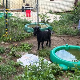 Goats: 2 Females and 1 Male for Sale in Kalamazoo, mi
