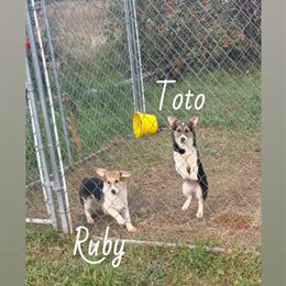 Corgis for Adoption - 5 Months Old Females in Santa Ana, ca