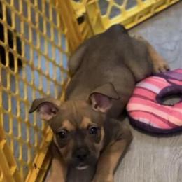 Tri American Bully Pups Available in Norfolk, va