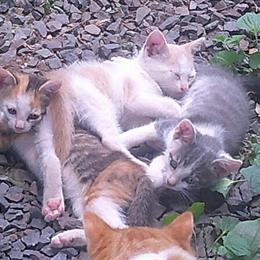 Ragdoll Kittens Available for Adoption in Souderton, pa