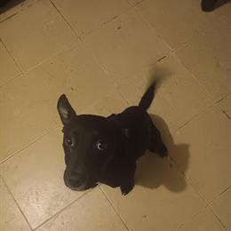 Female Labrador, 5-6 Months Old in Detroit, mi