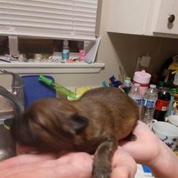 Miniature Pomeranian Puppies Available in Auburn, wa