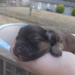 Pomeranian Puppies - Gorgeous Teacup Size in Auburn, wa