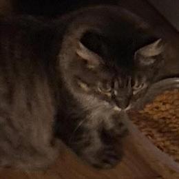 Tabby Female Cat Free to Good Home in Detroit, mi