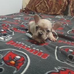 AKC French Bulldog Puppies Ready for Forever Homes in Tampa, fl
