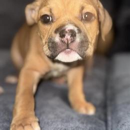 American Bully Pups for Sale in New York, ny