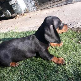 Dachshund Puppies for Adoption in San Diego, ca