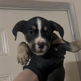 American Bully Puppies Ready for Loving Homes in Conway, ar
