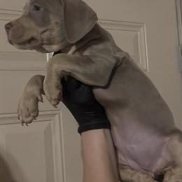 American Bully Puppies Available in Conway, ar