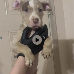 American Bully Puppies for Sale in Conway, ar
