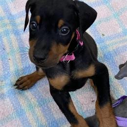 Doberman Puppies Available from Experienced Breeder in Spring Hill, fl
