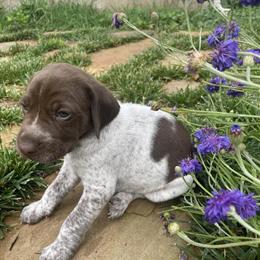 German Shorthair Pointer Puppies Available in Danville, va
