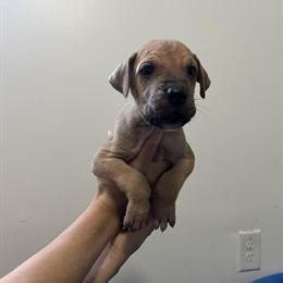 Great Dane Puppies Available in Sheffield Lake, Ohio in Lorain, oh