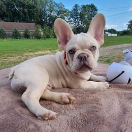 Male French Bulldog Available with Shots in Mayville, mi